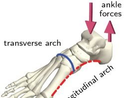 Overlooked arch in the foot is key to its evolution and function