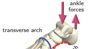 Overlooked arch in the foot is key to its evolution and function
