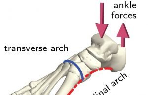 Overlooked arch in the foot is key to its evolution and function Overlooked arch in the foot is key to its evolution and function