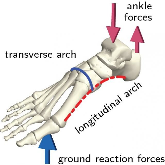 Overlooked arch in the foot is key to its evolution and function Overlooked arch in the foot is key to its evolution and function