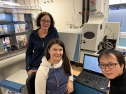 Researchers discover new arsenic compounds in rice fields