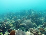 Researchers find new method to allow corals to rapidly respond to climate change