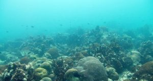Researchers find new method to allow corals to rapidly respond to climate change