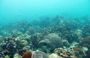 Researchers find new method to allow corals to rapidly respond to climate change Researchers find new method to allow corals to rapidly respond to climate change