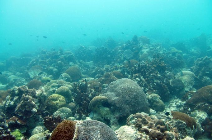 Researchers find new method to allow corals to rapidly respond to climate change