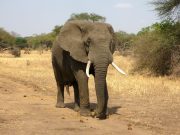 Researchers study elephants unique interactions with their dead