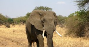 Researchers study elephants unique interactions with their dead