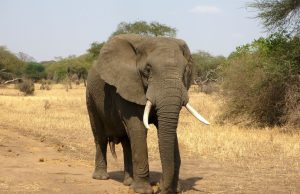 Researchers study elephants’ unique interactions with their dead Researchers study elephants unique interactions with their dead