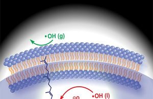 Scientists discover new clue behind age-related diseases and food spoilage Scientists discover new clue behind age related diseases and food spoilage