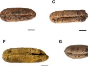 Scientists grow date palm plants from 2000 year old seeds