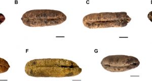 Scientists grow date palm plants from 2000 year old seeds