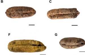 Scientists grow date palm plants from 2,000-year-old seeds Scientists grow date palm plants from 2000 year old seeds