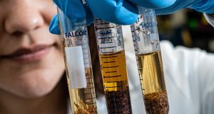 Scientists learn how plants manipulate their soil environment to assure a cheap steady supply of nutrients scaled