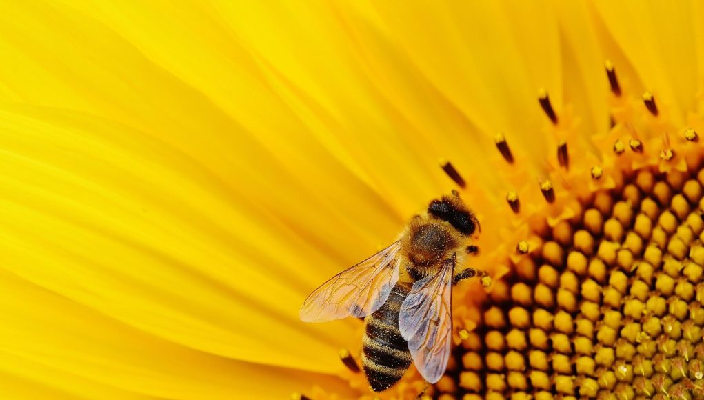 Scientists make fresh call for policy makers to protect pollinators