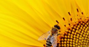 Scientists make fresh call for policy makers to protect pollinators