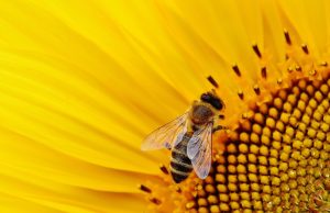 Scientists make fresh call for policy makers to protect pollinators Scientists make fresh call for policy makers to protect pollinators