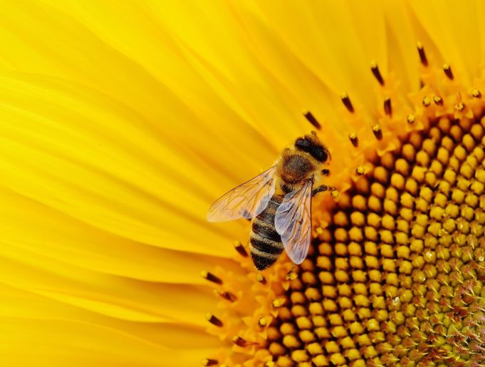 Scientists make fresh call for policy makers to protect pollinators Scientists make fresh call for policy makers to protect pollinators