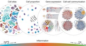 Scientists show how caloric restriction prevents negative effects of aging in cells scaled