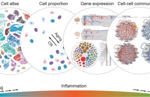 Scientists show how caloric restriction prevents negative effects of aging in cells Scientists show how caloric restriction prevents negative effects of aging in cells scaled