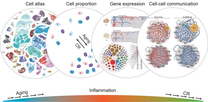 Scientists show how caloric restriction prevents negative effects of aging in cells Scientists show how caloric restriction prevents negative effects of aging in cells scaled