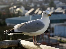 Seagulls favor food humans have handled scaled