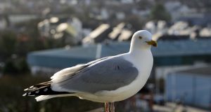 Seagulls favor food humans have handled scaled
