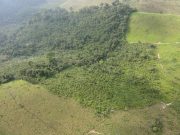Secondary forests provide deforestation buffer for old growth primary forests scaled