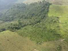 Secondary forests provide deforestation buffer for old-growth primary forests