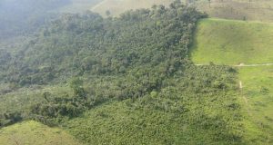 Secondary forests provide deforestation buffer for old growth primary forests scaled