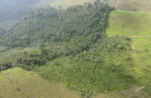 Secondary forests provide deforestation buffer for old-growth primary forests Secondary forests provide deforestation buffer for old growth primary forests scaled