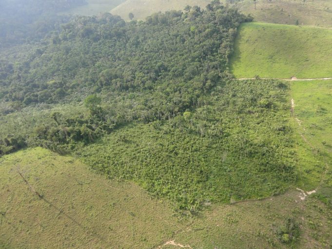 Secondary forests provide deforestation buffer for old growth primary forests scaled