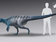Solved The mystery surrounding dinosaur footprints on a cave ceiling