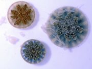 Stinging water mystery solved Jellyfish can sting swimmers prey with mucus grenades scaled
