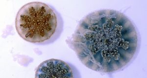 Stinging water mystery solved Jellyfish can sting swimmers prey with mucus grenades scaled