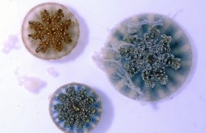 Stinging water mystery solved: Jellyfish can sting swimmers, prey with ‘mucus grenades’ Stinging water mystery solved Jellyfish can sting swimmers prey with mucus grenades scaled