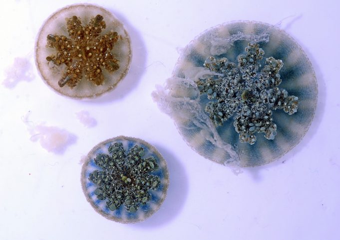 Stinging water mystery solved: Jellyfish can sting swimmers, prey with ‘mucus grenades’ Stinging water mystery solved Jellyfish can sting swimmers prey with mucus grenades scaled