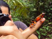 Study reveals origin of endangered Colombian poison frog hybrids scaled