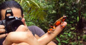 Study reveals origin of endangered Colombian poison frog hybrids scaled