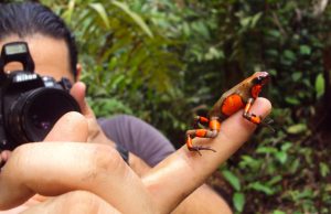 Study reveals origin of endangered Colombian poison frog hybrids Study reveals origin of endangered Colombian poison frog hybrids scaled
