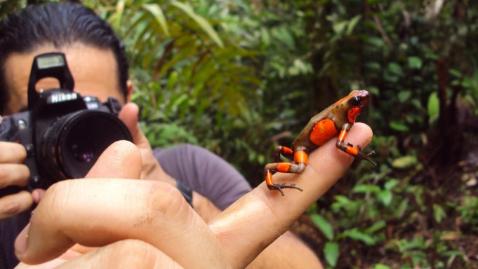 Study reveals origin of endangered Colombian poison frog hybrids Study reveals origin of endangered Colombian poison frog hybrids scaled