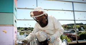 Study reveals similarities between bee brains and human brains