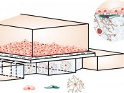 The human brains meticulous interface with the bloodstream now on a precision chip