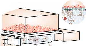The human brains meticulous interface with the bloodstream now on a precision chip
