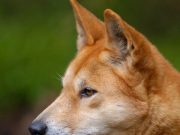 They were once domestic pets then natural selection made dingoes wild