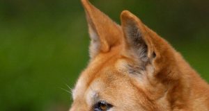 They were once domestic pets then natural selection made dingoes wild