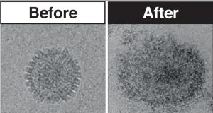 Unique new antiviral treatment made using sugar