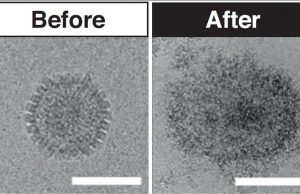Unique new antiviral treatment made using sugar Unique new antiviral treatment made using sugar