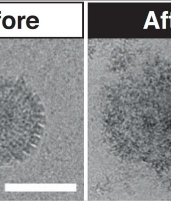 Unique new antiviral treatment made using sugar