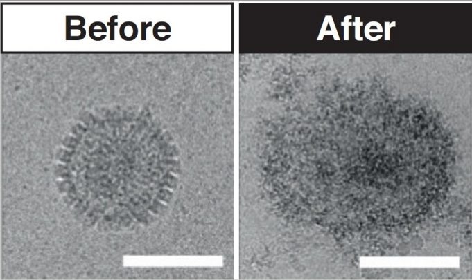 Unique new antiviral treatment made using sugar