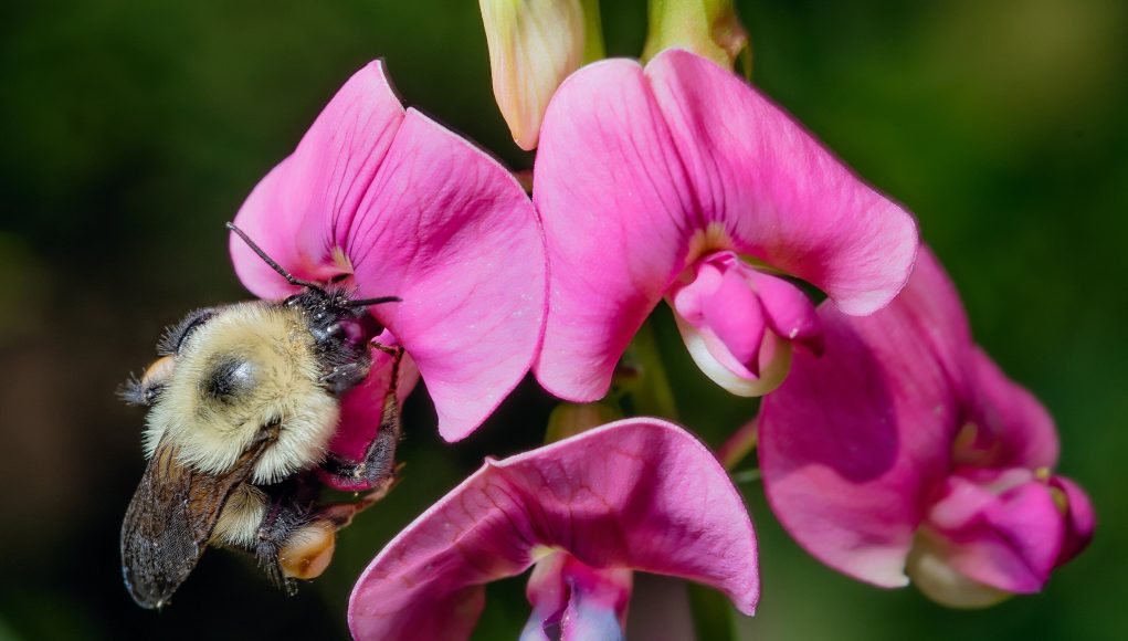 Why bumble bees are going extinct in time of climate chaos scaled